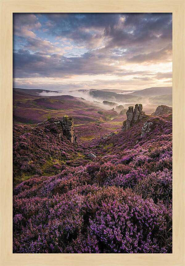 Heather Scottish Moors At Dusk
