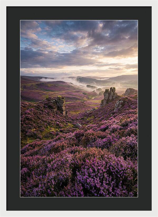Heather Scottish Moors At Dusk