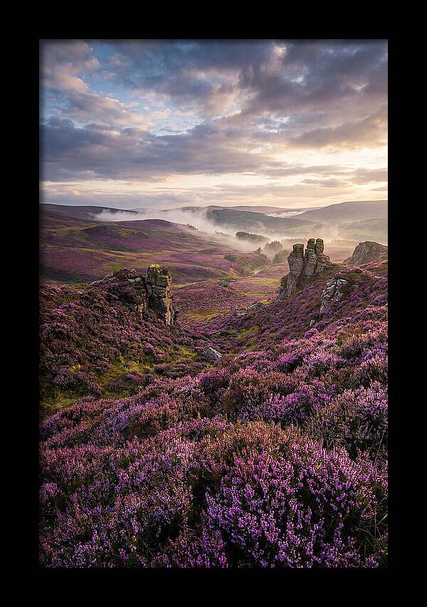 Heather Scottish Moors At Dusk