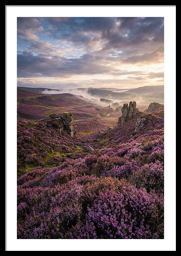 Heather Scottish Moors At Dusk