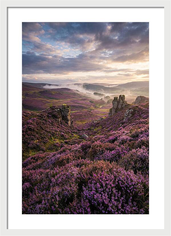 Heather Scottish Moors At Dusk