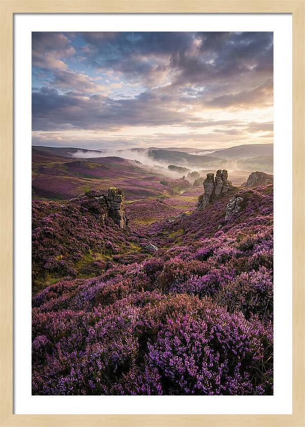 Heather Scottish Moors At Dusk