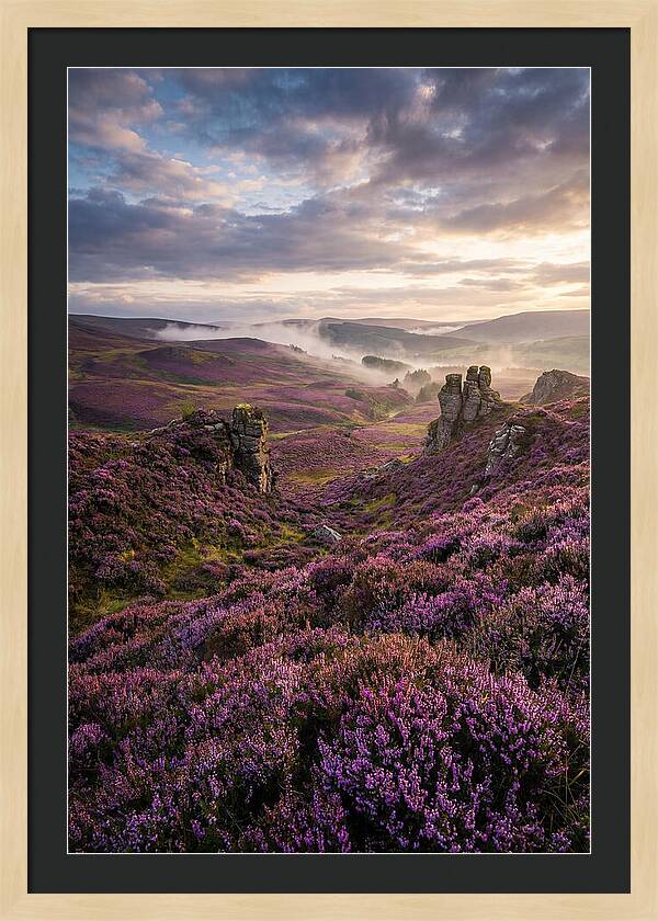 Heather Scottish Moors At Dusk