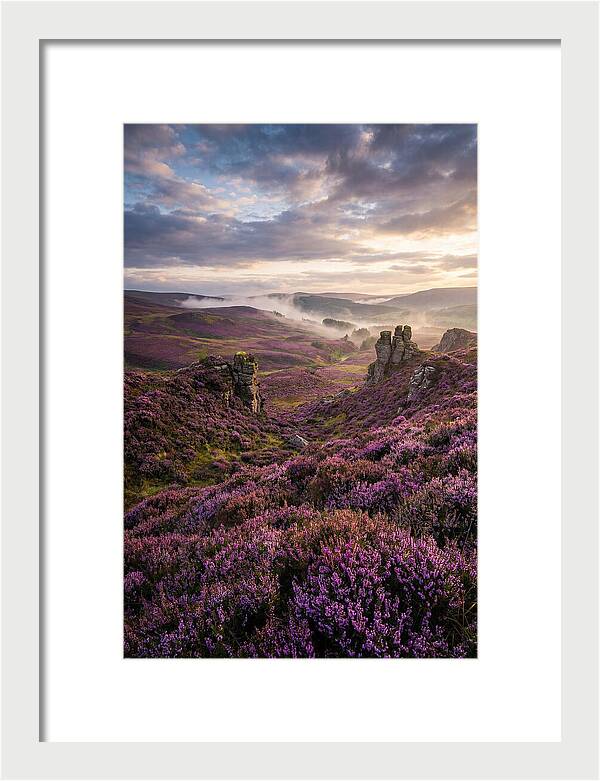 Heather Scottish Moors At Dusk