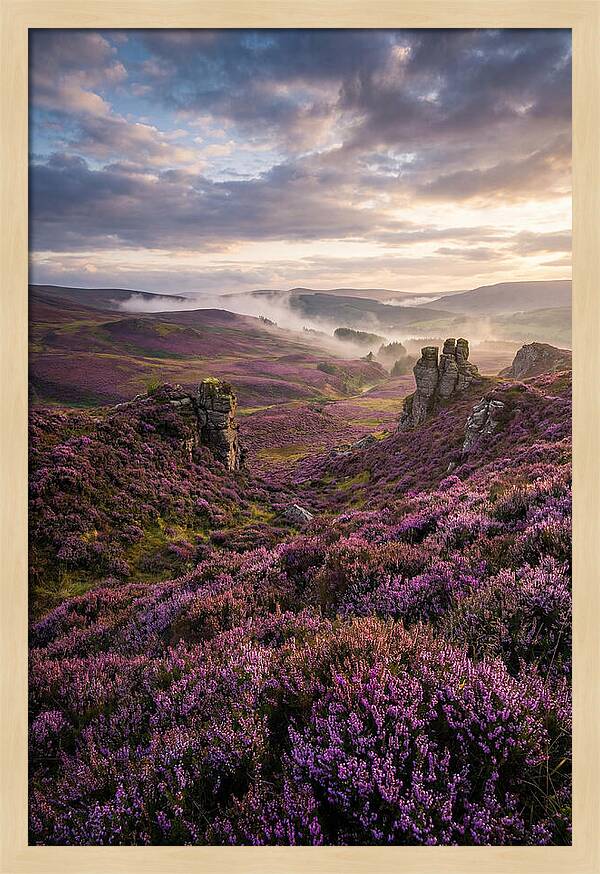 Heather Scottish Moors At Dusk