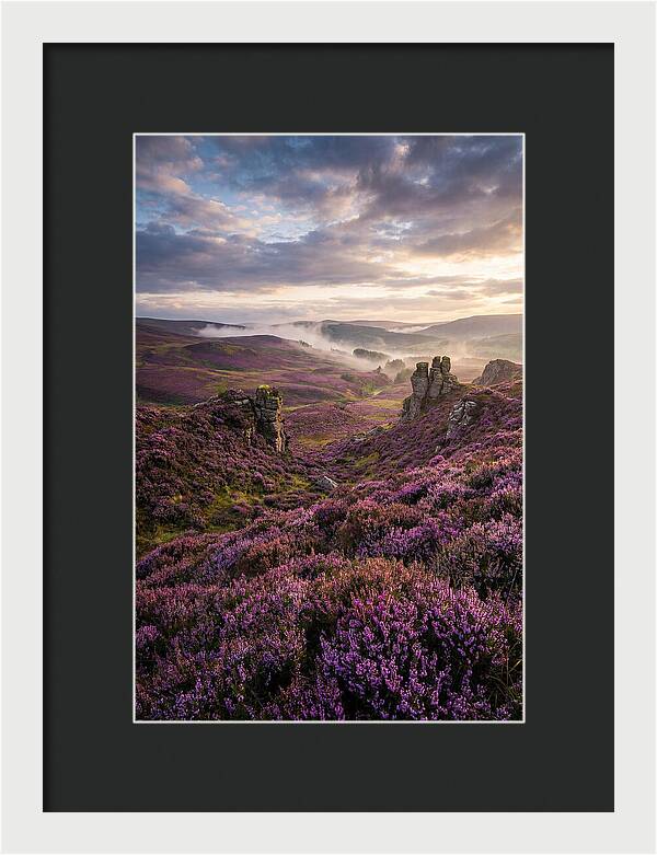Heather Scottish Moors At Dusk
