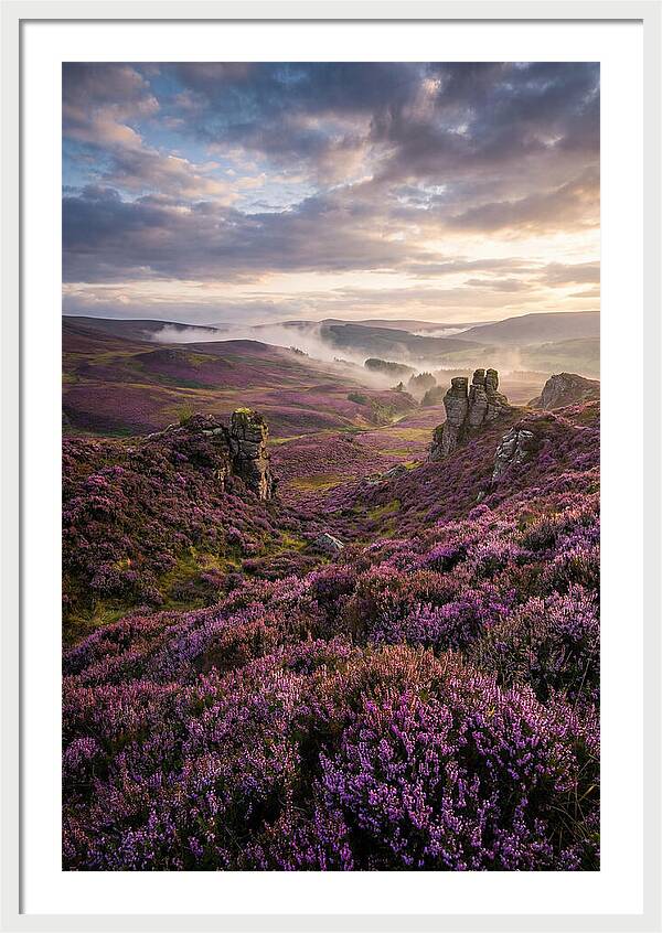 Heather Scottish Moors At Dusk