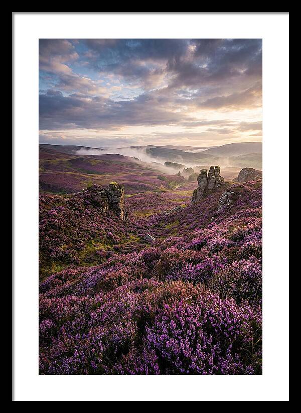 Heather Scottish Moors At Dusk