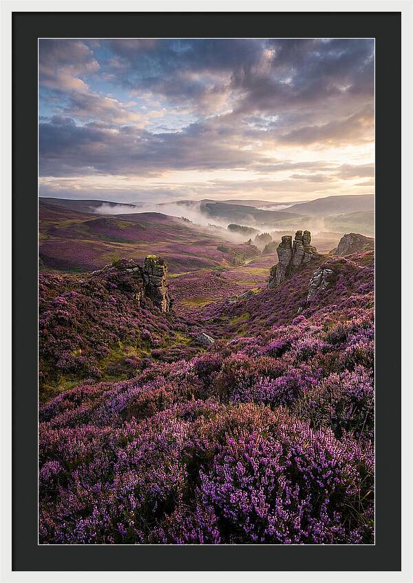 Heather Scottish Moors At Dusk