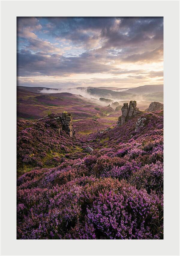 Heather Scottish Moors At Dusk