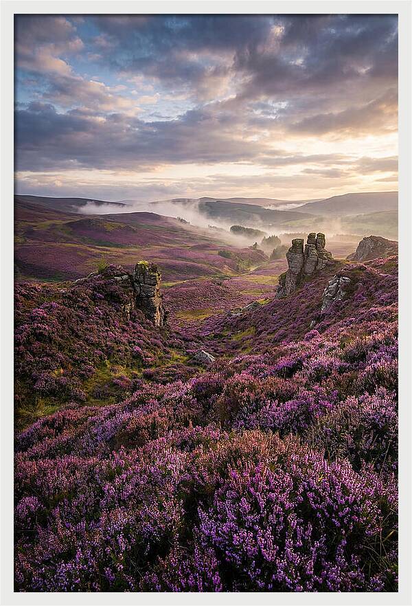 Heather Scottish Moors At Dusk