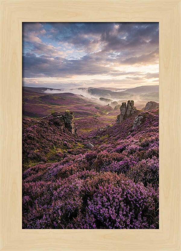Heather Scottish Moors At Dusk