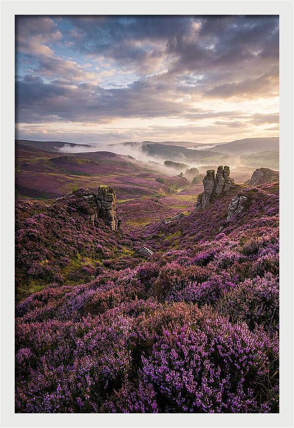 Heather Scottish Moors At Dusk