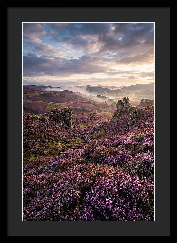 Heather Scottish Moors At Dusk