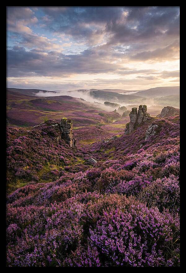 Heather Scottish Moors At Dusk