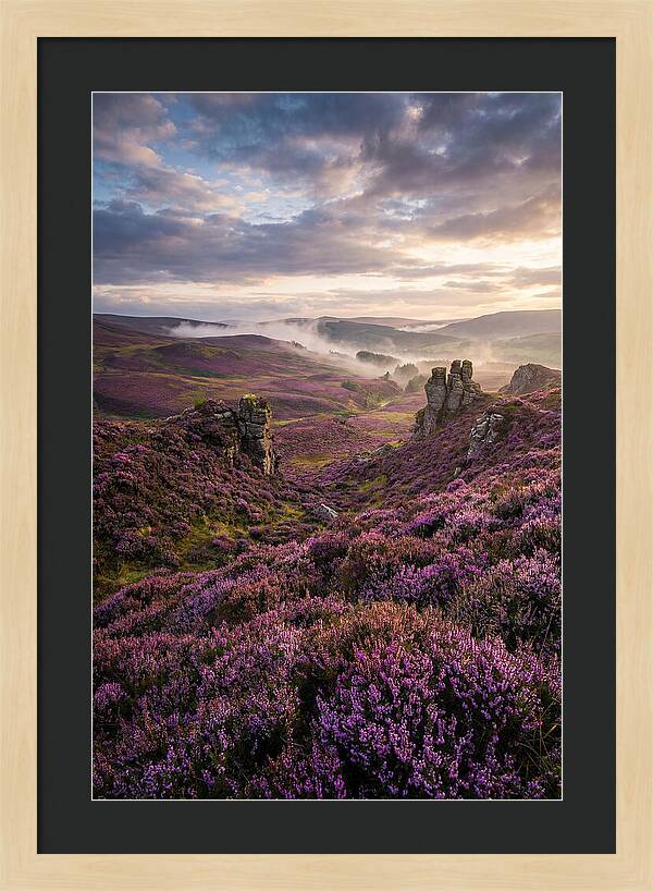 Heather Scottish Moors At Dusk