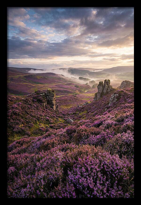 Heather Scottish Moors At Dusk