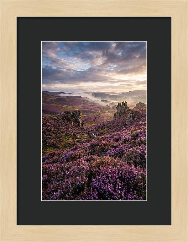 Heather Scottish Moors At Dusk