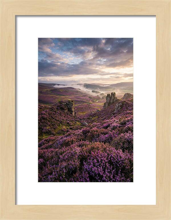 Heather Scottish Moors At Dusk