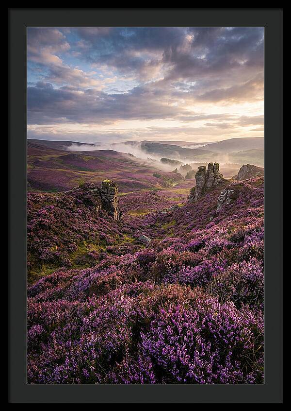 Heather Scottish Moors At Dusk