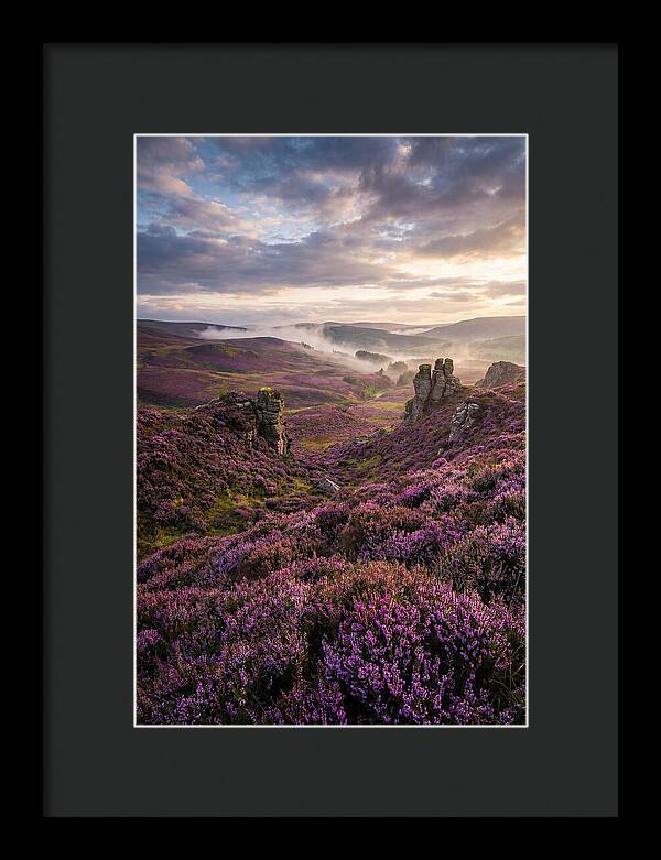 Heather Scottish Moors At Dusk