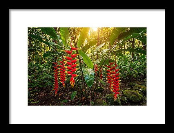 Heliconia In Vibrant Bloom