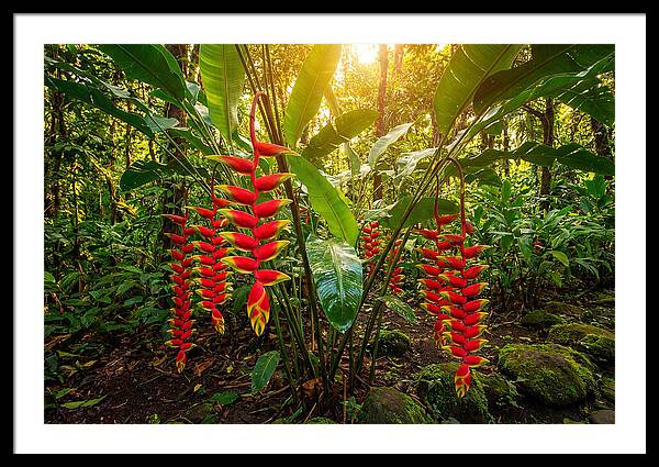 Heliconia In Vibrant Bloom