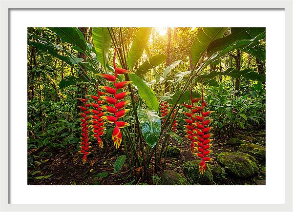 Heliconia In Vibrant Bloom