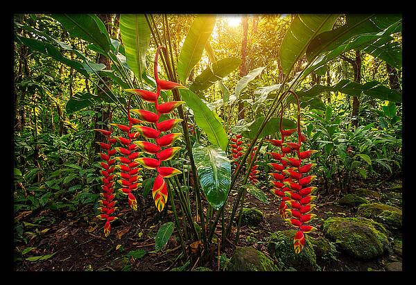Heliconia In Vibrant Bloom