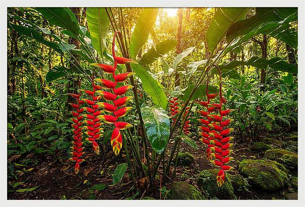 Heliconia In Vibrant Bloom