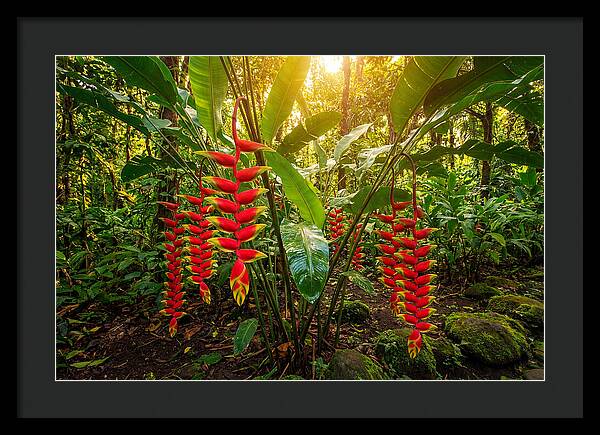 Heliconia In Vibrant Bloom