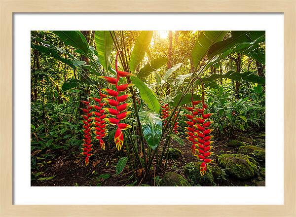 Heliconia In Vibrant Bloom