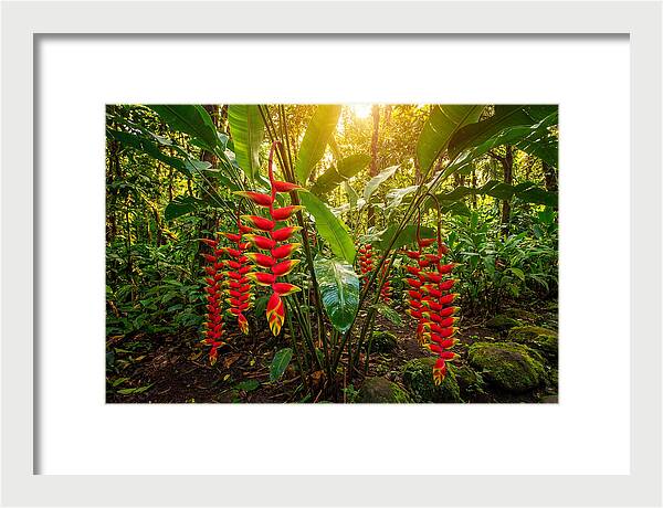 Heliconia In Vibrant Bloom
