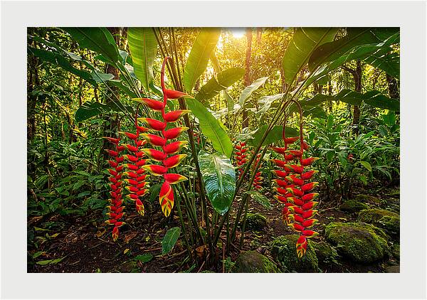 Heliconia In Vibrant Bloom