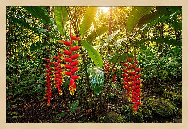 Heliconia In Vibrant Bloom