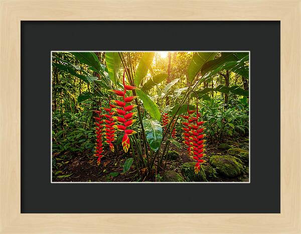 Heliconia In Vibrant Bloom