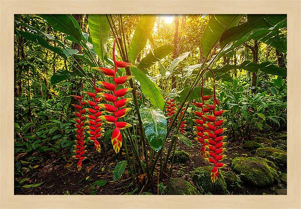 Heliconia In Vibrant Bloom