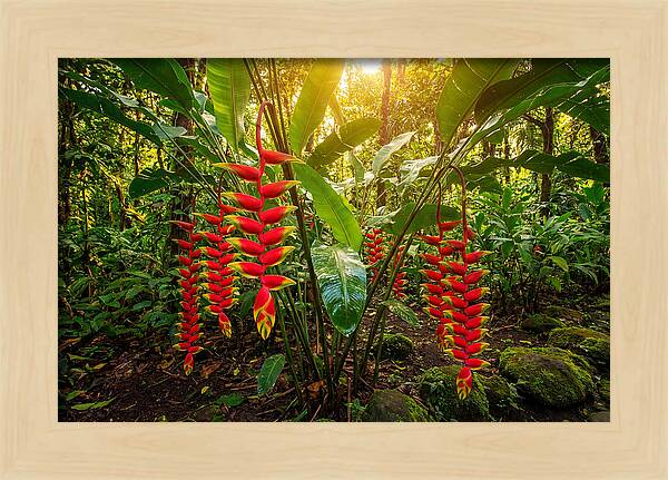 Heliconia In Vibrant Bloom
