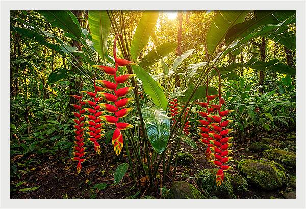 Heliconia In Vibrant Bloom