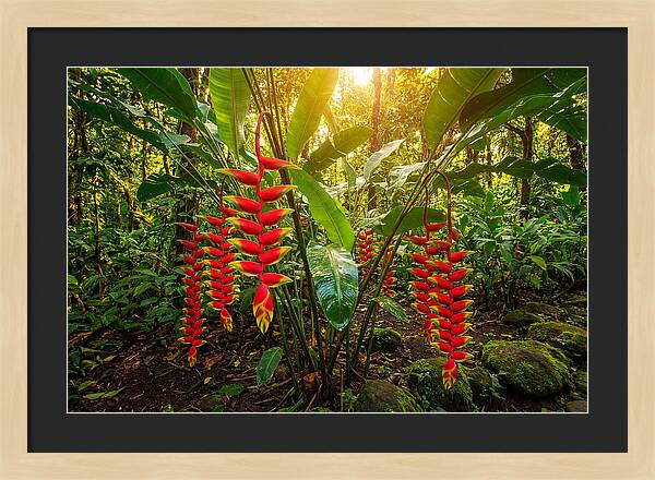 Heliconia In Vibrant Bloom