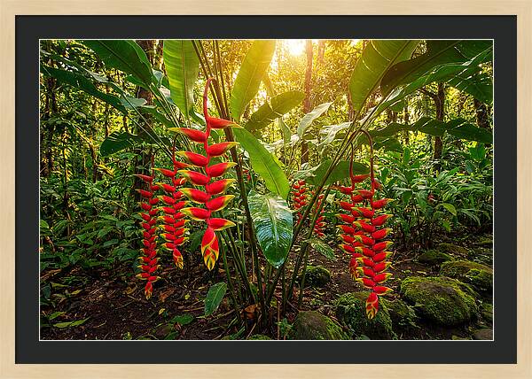 Heliconia In Vibrant Bloom
