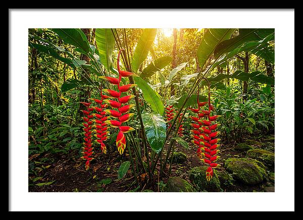 Heliconia In Vibrant Bloom