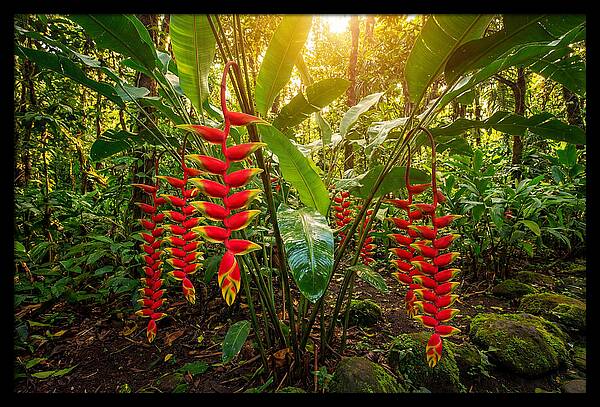 Heliconia In Vibrant Bloom
