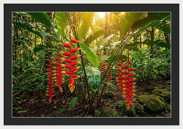 Heliconia In Vibrant Bloom
