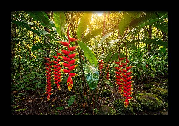 Heliconia In Vibrant Bloom