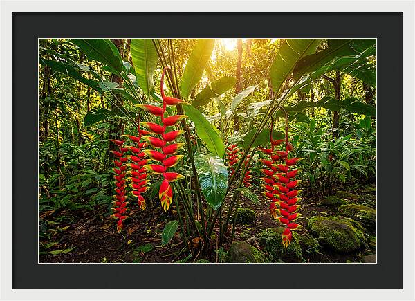 Heliconia In Vibrant Bloom