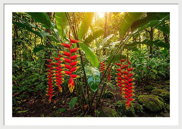 Heliconia In Vibrant Bloom