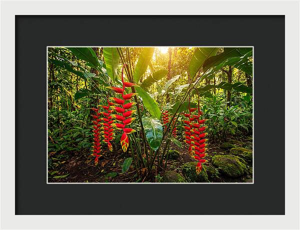 Heliconia In Vibrant Bloom