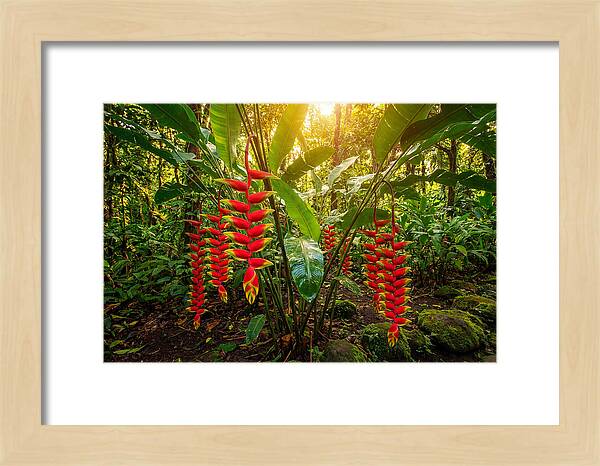 Heliconia In Vibrant Bloom