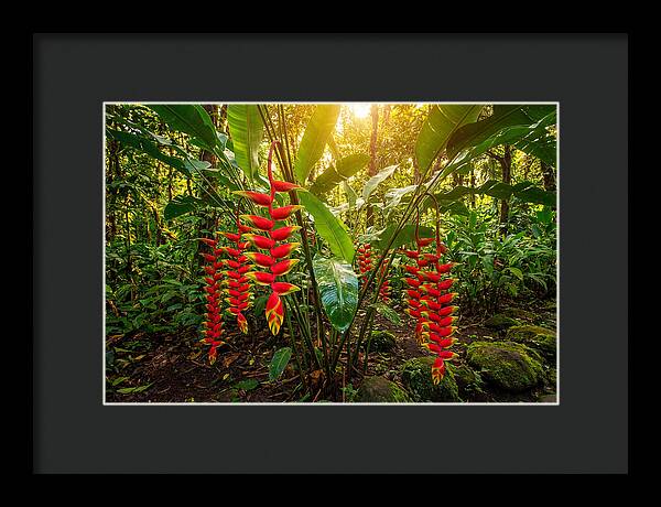 Heliconia In Vibrant Bloom
